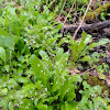 Saxifrage / Brook Lettuce