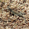 Texas Earless Lizard (Male)