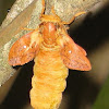 Orange-tipped Oakworm moth