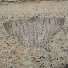 Red-lined Geometer
