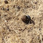 Dung Beetle / Miskruier