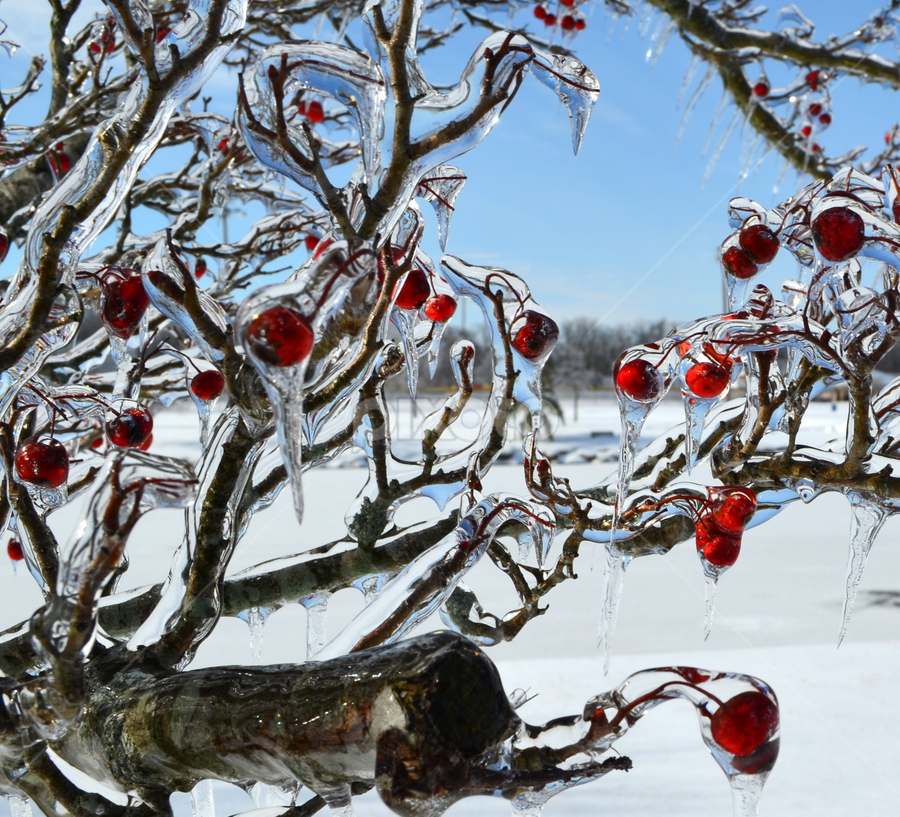 Frozen Beauty by Larry Bidwell - Nature Up Close Trees & Bushes