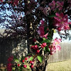 Crabapple Tree