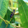 Common Spotted Ladybird larva