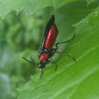 Poison Ivy Sawfly