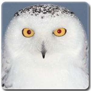 Owls of Japan logo