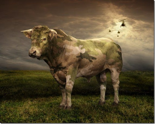 vaca_camuflada