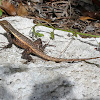 Yucatan Spiny Lizard