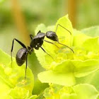 hormiga sobre euphorbia
