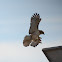 Red Tailed Hawk