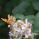 Comma Butterfly