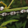 Membracid treehopper nymphs