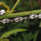 Membracid treehopper nymphs