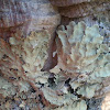 Shield lichen