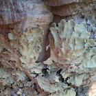 Shield lichen