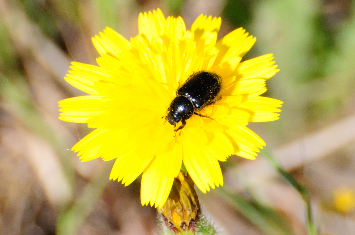 Black beetle; Escarabajo negro