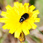 Black beetle; Escarabajo negro