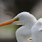 Kōtuku (Eastern Great Egret)
