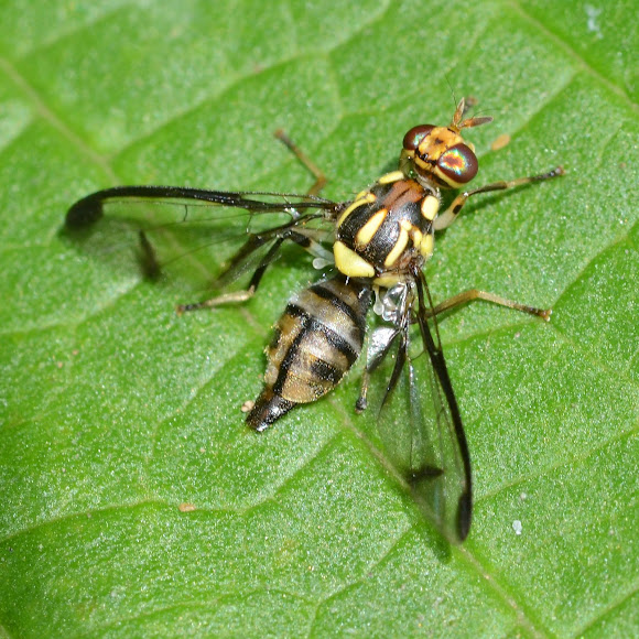 melon fruit fly Project Noah