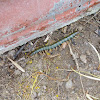 Megarian Banded Centipede (Σκολοπέντρα)