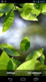 Fresh Leaves