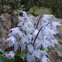 Early Squill