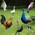 Bird Sounds1.12