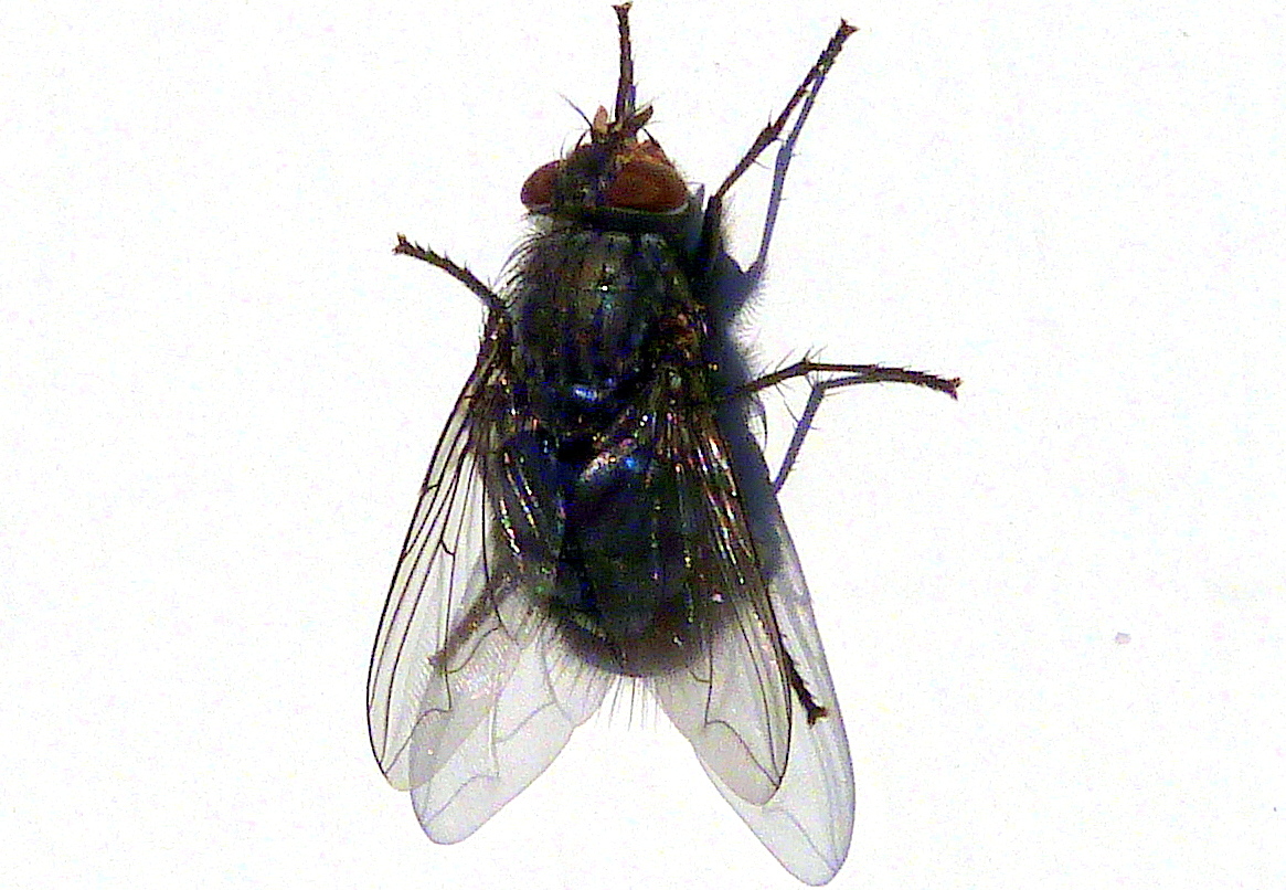 Blue bottle fly