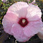 Rose of Sharon