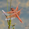 Flame Skimmer dragonfly