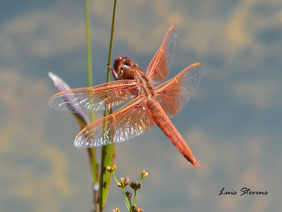 Flame Skimmer dragonfly