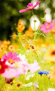 How to get Flowers Photo Wallpaper patch 1.0 apk for laptop