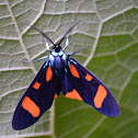 Metalmark moth