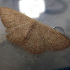 Orange-grounded Delicate (moth)