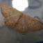 Orange-grounded Delicate (moth)