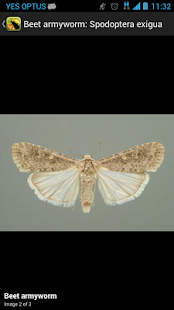Citrus Pests Key(圖5)-速報App