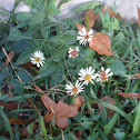 Hairy Aster