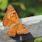 Tawny Emperor Butterfly