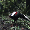 藍腹鷳Swinhoe's Pheasant
