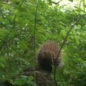 North American Porcupine