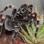 Mexican redknee Tarantula