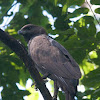 Changeable Hawk - eagle (dark morph)