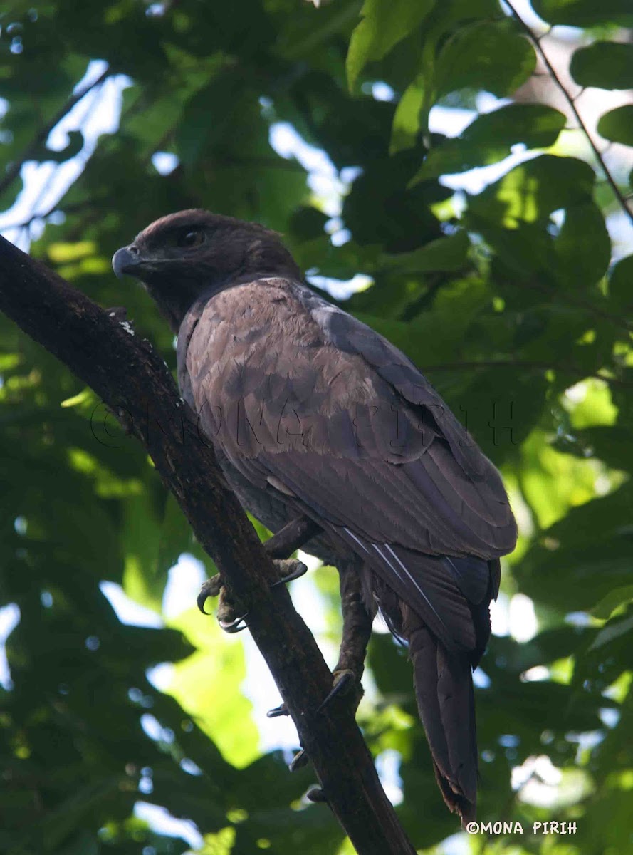 Changeable Hawk - eagle (dark morph)