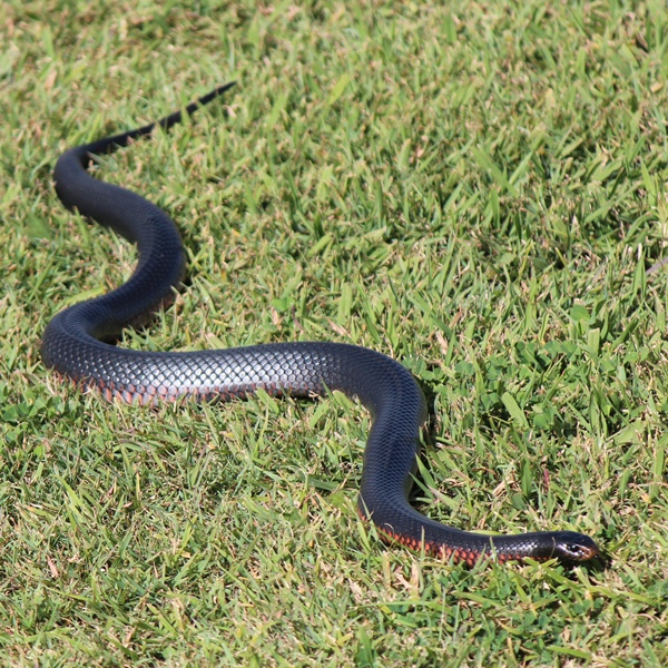 Red-bellied Black Snake | Project Noah