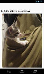 Kitten Wallpapers by Right Brain Mobile poster 2