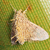 Moth parasitized by fungus