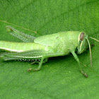 Bird Grasshopper nymph