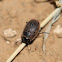 Frantic Tortoise Beetle