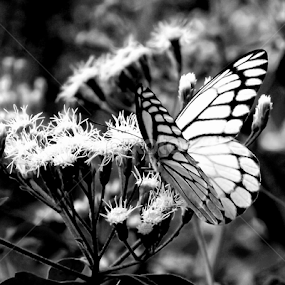 by SHAMEEM ET - Black & White Macro