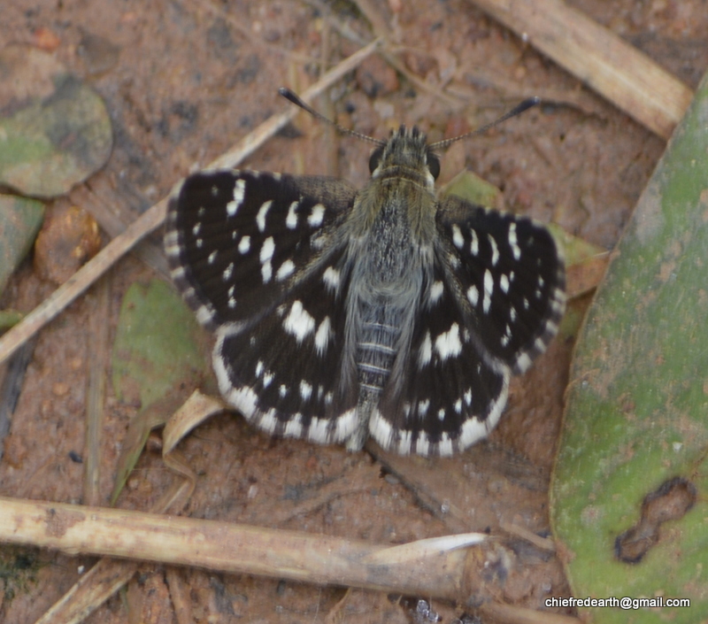Indian Grizzled Skipper